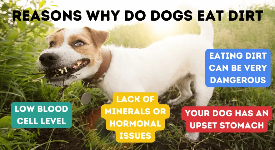 Powody, dla których psy jedzą brud