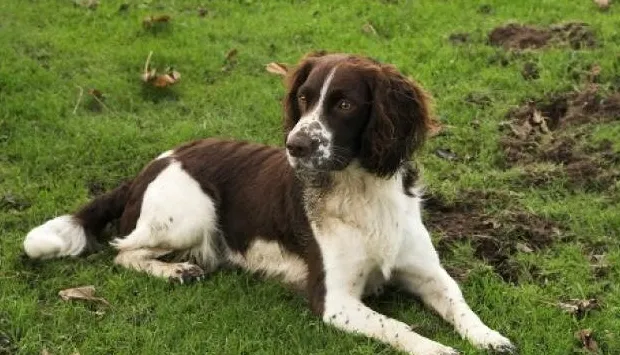 Dlaczego psy jedzą brud