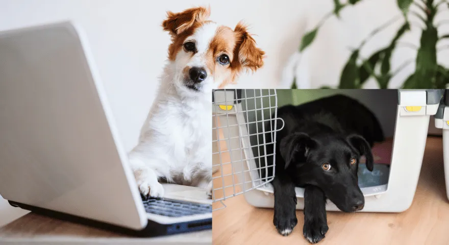 Пас изненада пиша у сандук