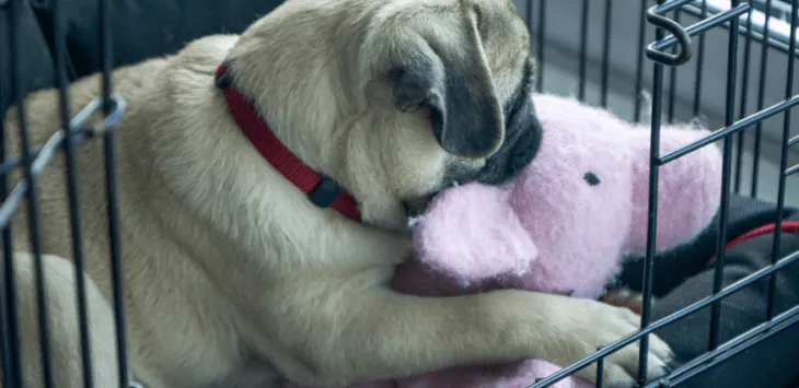 Пас изненада пиша у сандук