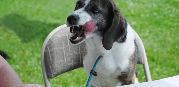 7 parasta merkkiä siitä, että koirasi on stressaantunut