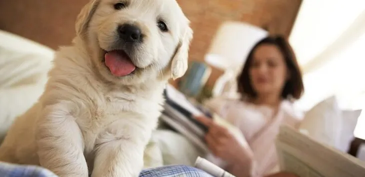 Co to znamená, když k vám váš pes promlouvá