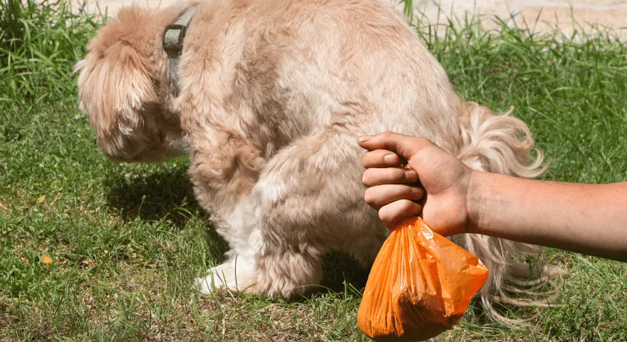 Kupa mojego psa jest twarda i kredowa