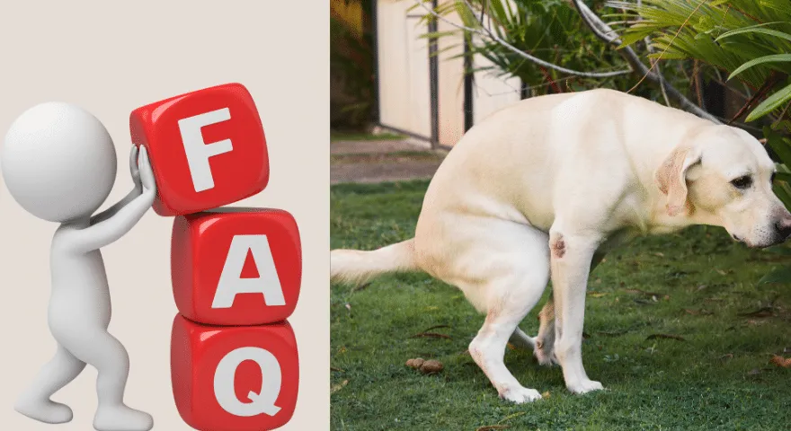 Często zadawane pytania Dlaczego kupa mojego psa jest twarda i kredowa?