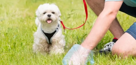 De ce caca câinelui meu este tare și cretă?