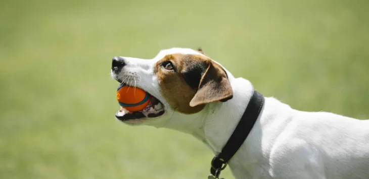 Jak ważne jest ubezpieczenie zwierząt domowych dla psów?