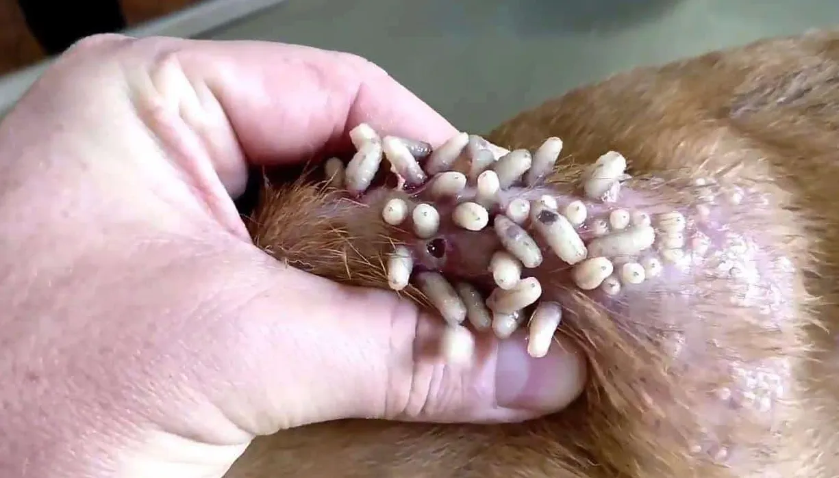 Annak megértése, hogy a kutyák hogyan kapnak mangóférgeket