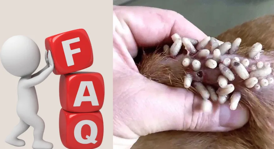 GYIK Hogyan kapnak mangóférgeket a kutyák