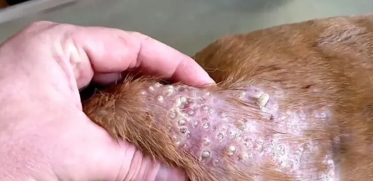 A bőr alatt: Annak megértése, hogy a kutyák hogyan kapnak mangóférgeket