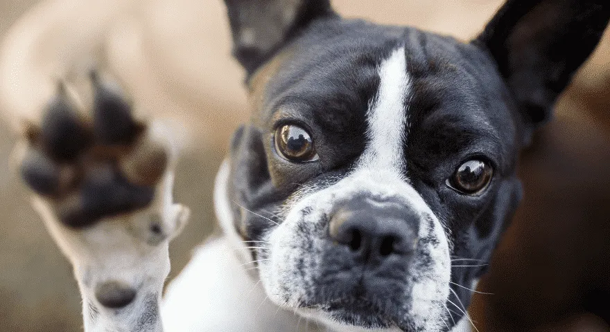 obcinaj paznokcie swojemu psu