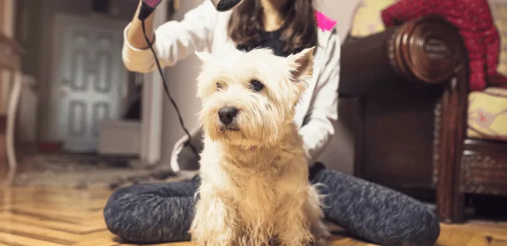 4 eenvoudige tips voor het verzorgen van uw hond thuis