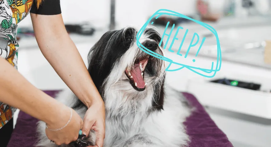 mój pies nie pozwala mi obciąć paznokci' title='Mój pies nie pozwala mi obcinać paznokci