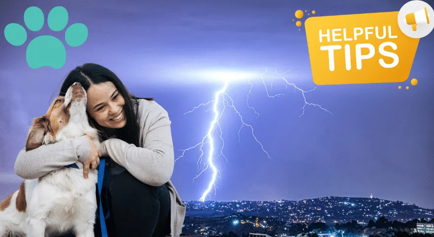 wskazówki dla psów na sezon burzowy