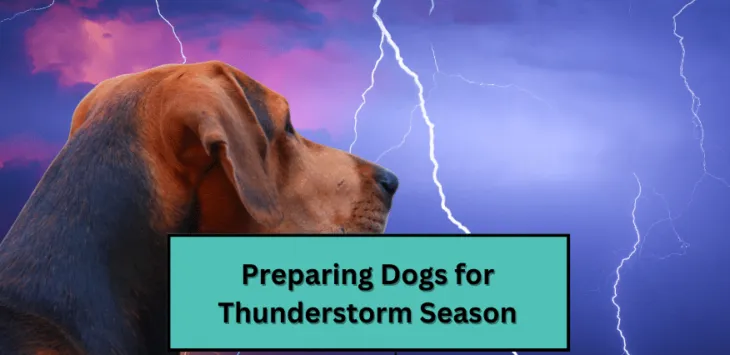 Προετοιμασία σκύλων για την εποχή της καταιγίδας