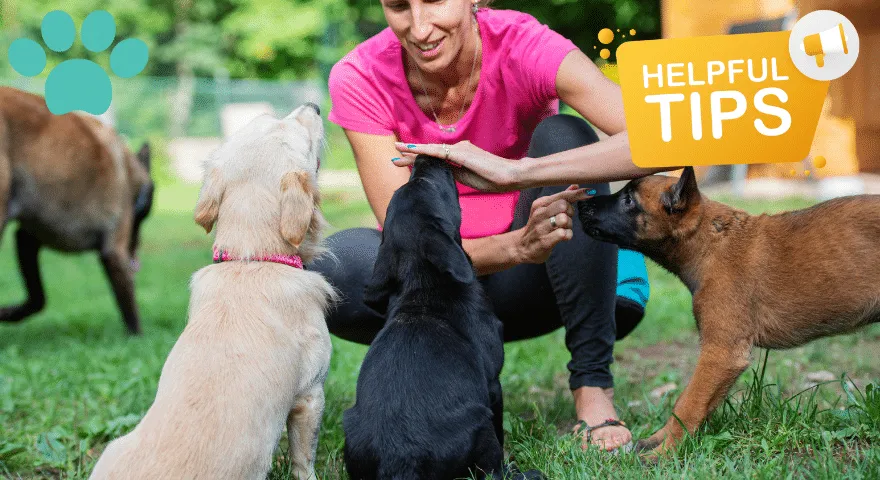 Mengatasi Lompatan Berlebihan pada Anak Anjing