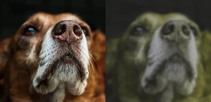 Er hunder fargeblinde?