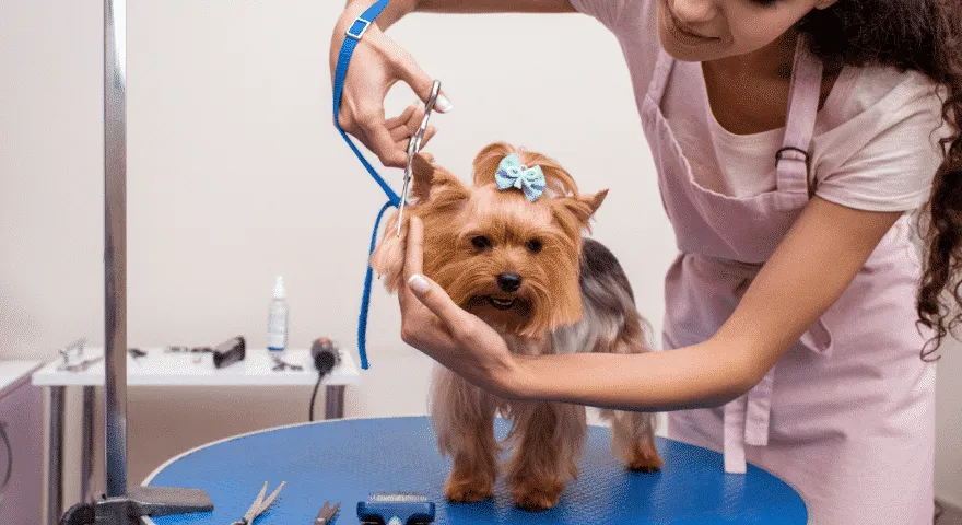 frizer pasa na akciji