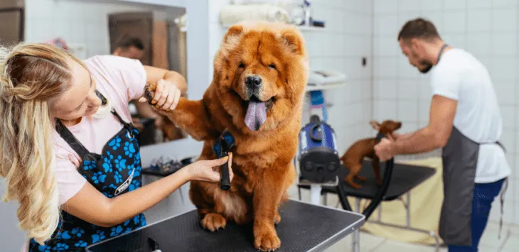 Πόσο να δώσεις φιλοδώρημα για σκύλο έναν περιποιητή σκύλου