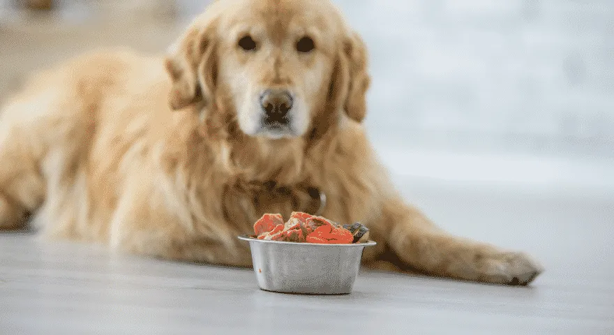 Antall måltider for voksne hunder