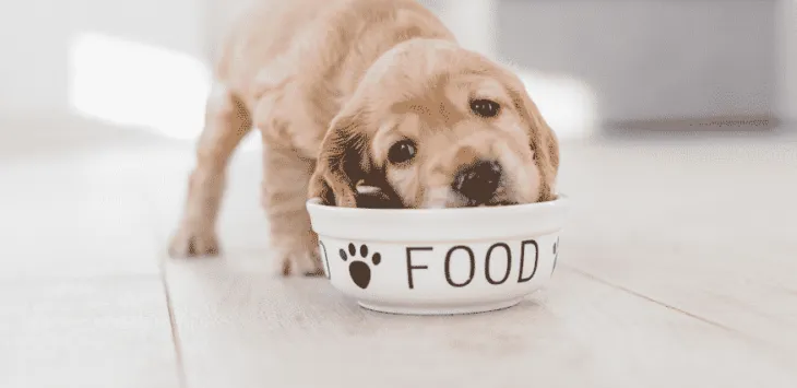 Hvor mange ganger bør hunder spise om dagen