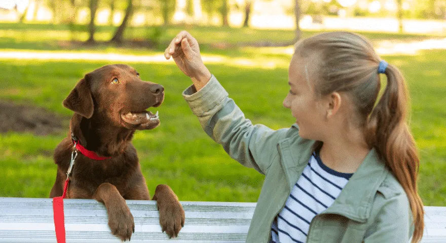 pseće trikove i savjete