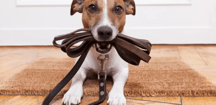 9 wskazówek dla nowych właścicieli psów
