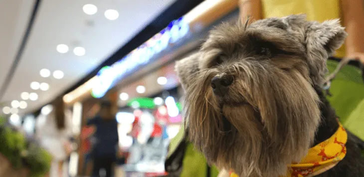 Onko Lowes koiraystävällinen vai ei?