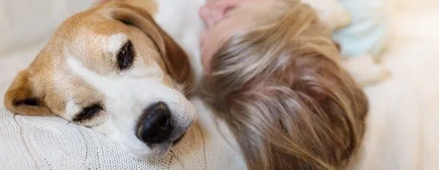 Bezpieczne pozostawienie niewidomego psa samego