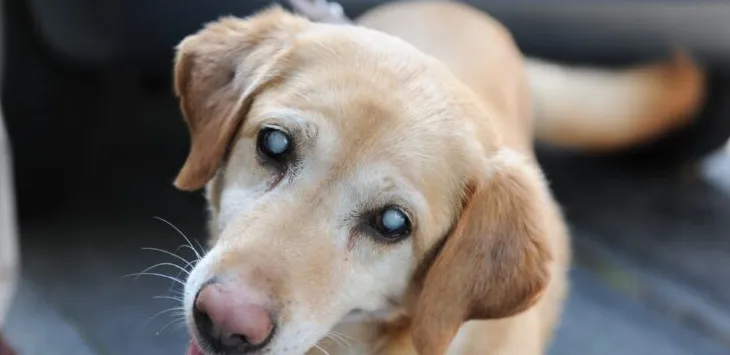 Å forlate en blind hund alene trygt