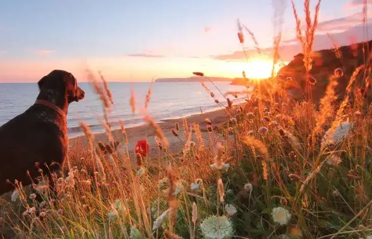 Koiraystävällinen opas Isle of Wightille