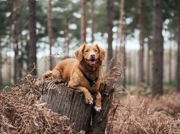 Uusi metsäkoiraystävällinen loma
