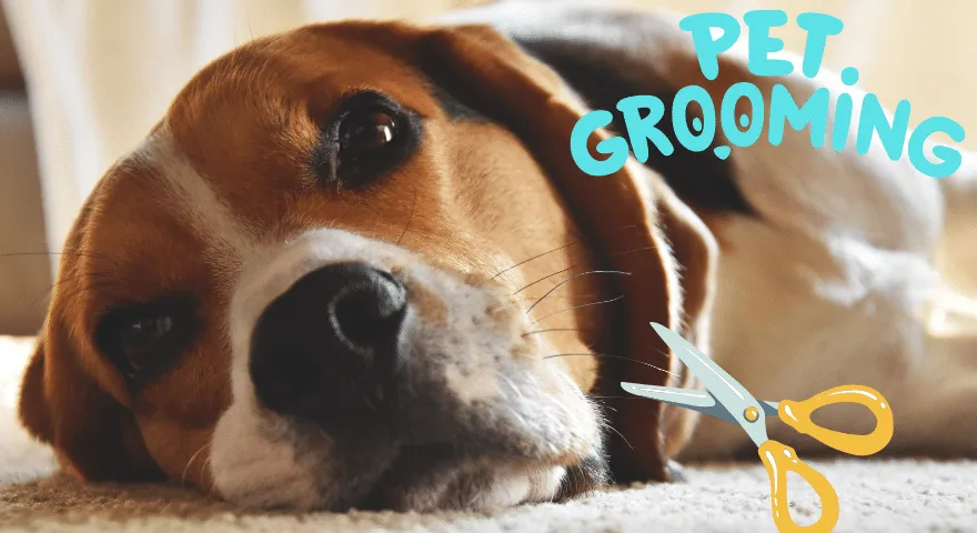 Kutyabajusz nyírása