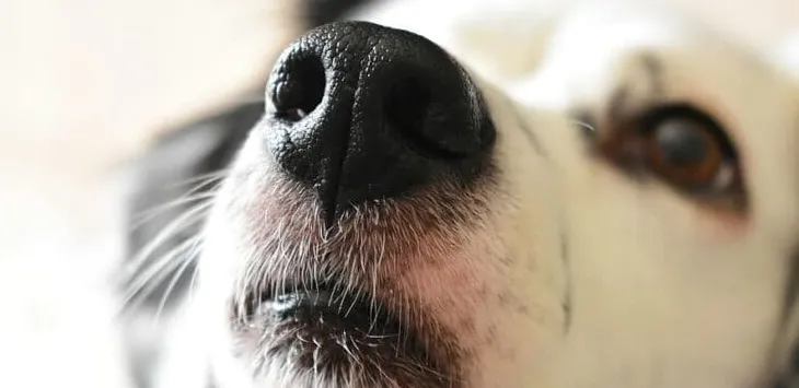 Schnurrhaare von Hunden trimmen: Das Gute, das Schlechte und das Hässliche