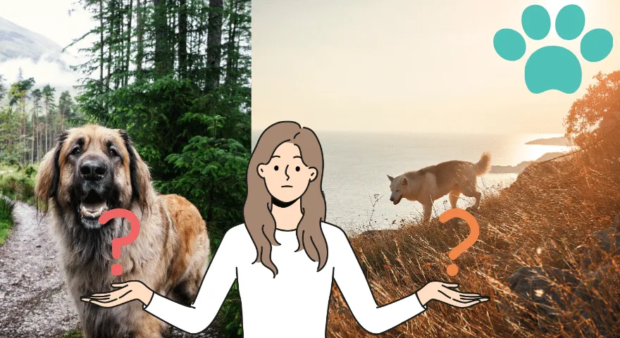 Bezpečnostní tipy pro pěší turistiku se psem