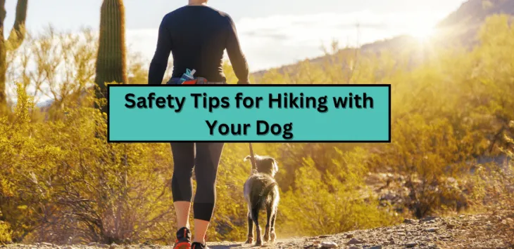 Consejos de seguridad para caminar con su perro
