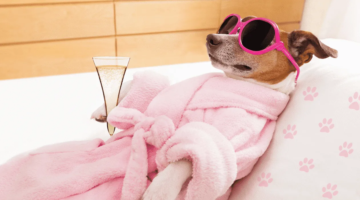 Porady dla psów, które ułatwią Ci życie