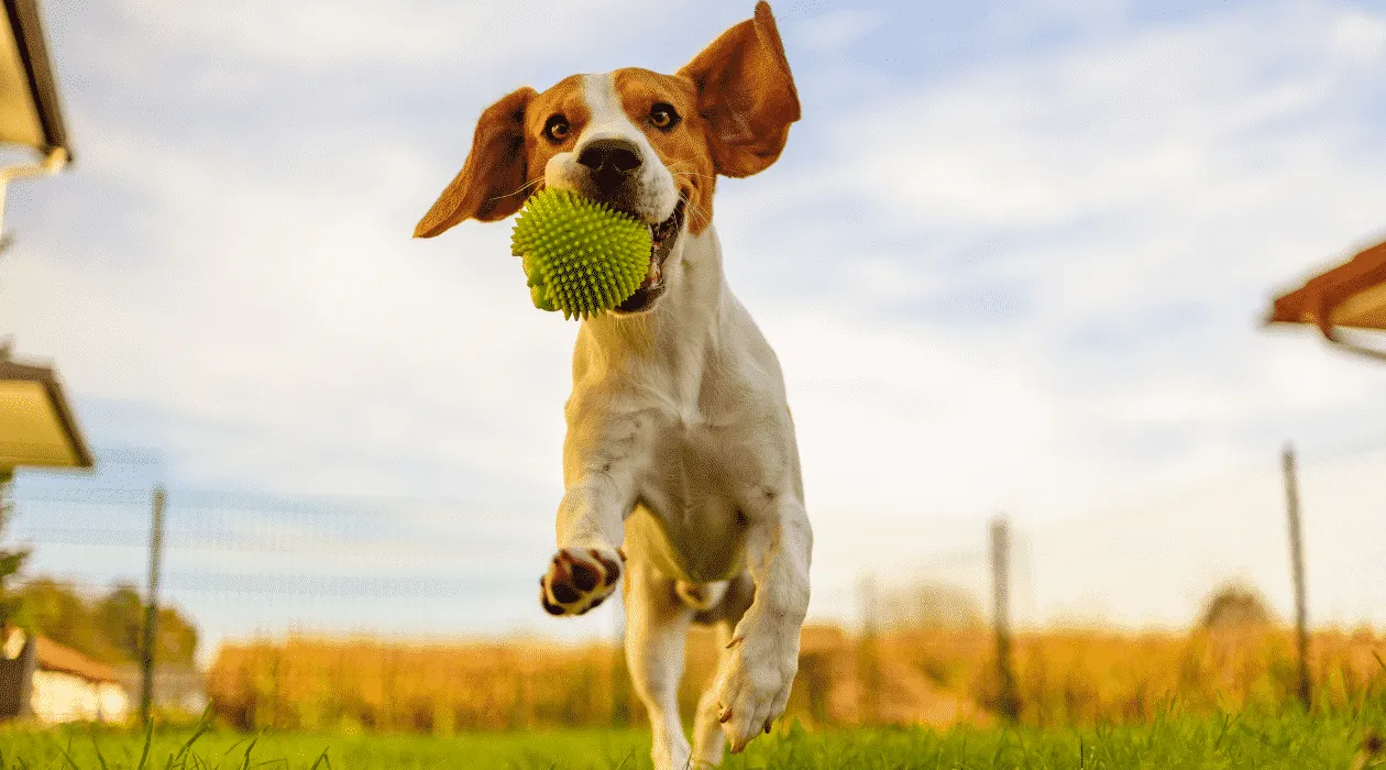 50 trików dla psów, które ułatwią Ci życie