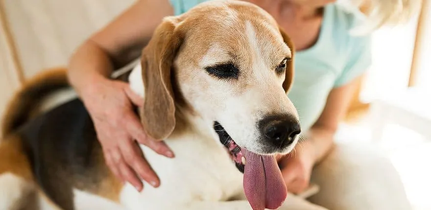 Få din nylig adopterte hund til å føle seg hjemme