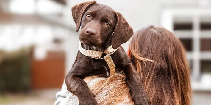 Få din nylig adopterte hund til å føle seg hjemme