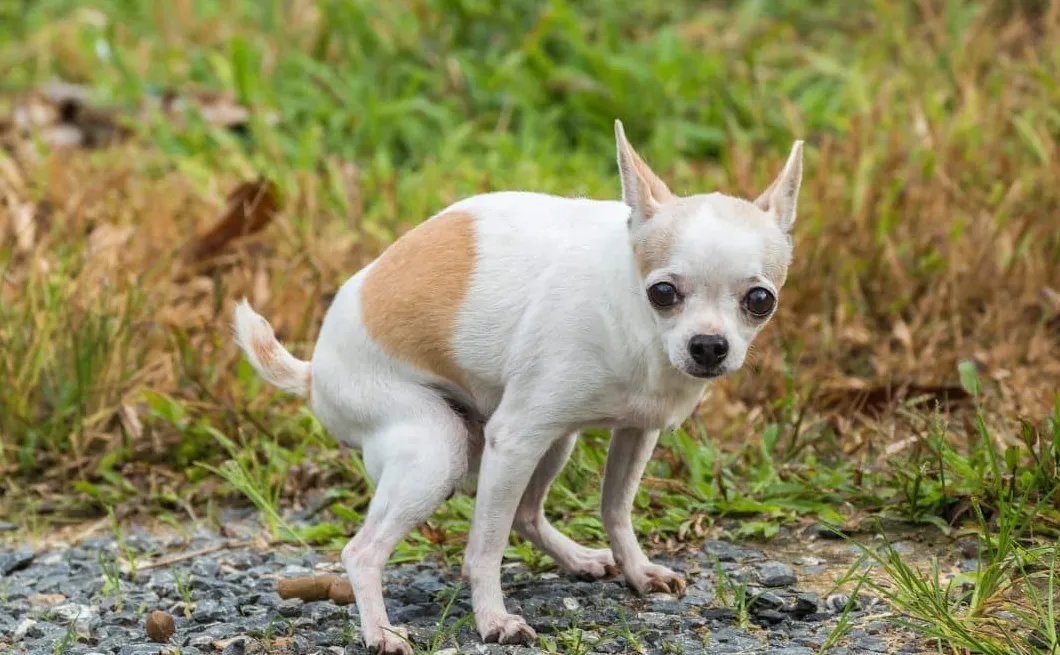 Jak długo pies może wytrzymać bez kupowania' title='Jak długo pies może wytrzymać bez kupowania