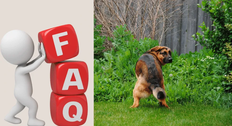 Pies chodzi bez robienia kupy' title='Jak długo pies może wytrzymać bez kupowania