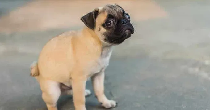 Jak długo pies może wytrzymać bez kupowania