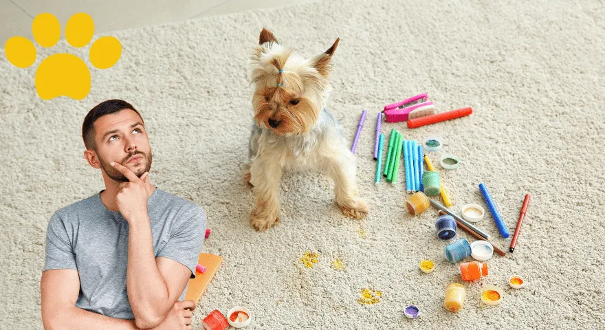 Strategie zapobiegawcze Jak usunąć psią sierść z dywanu jak profesjonalista