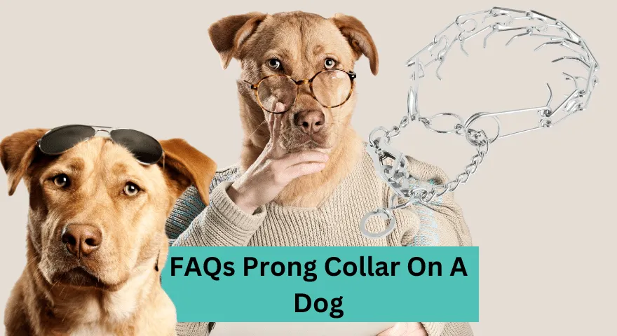 Jak założyć psu obrożę z zębami