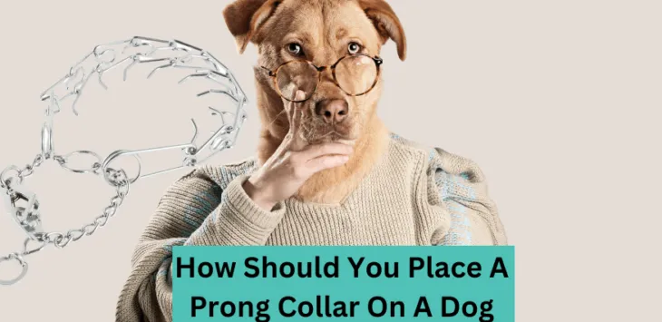 Bagaimana Seharusnya Anda Memasang Kerah Cabang Pada Anjing