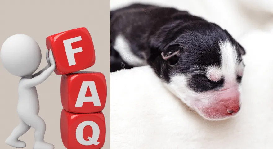 Gdzie powinny spać szczenięta