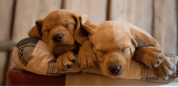 Gdzie powinny spać szczenięta