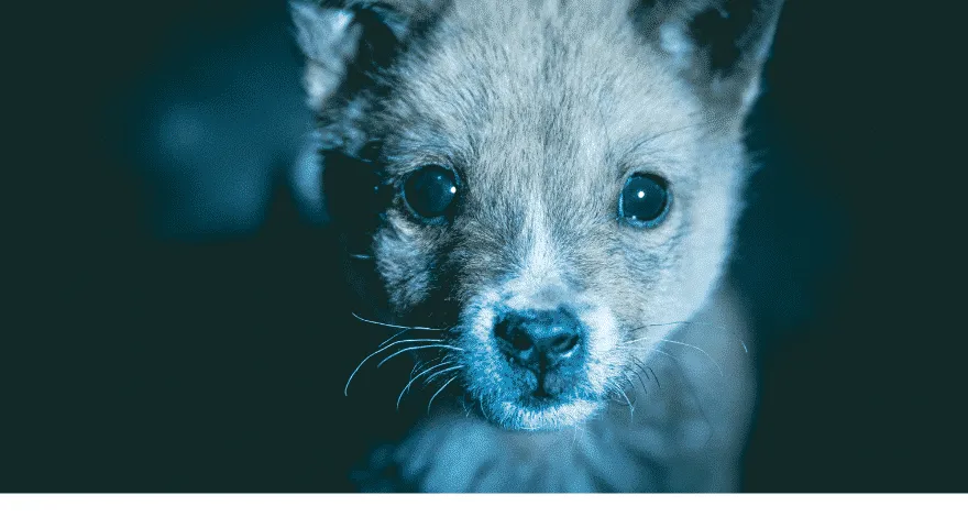 真夜中に子犬を助けて
