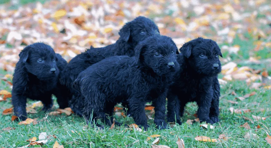 7 wskazówek, jak socjalizować szczeniaka