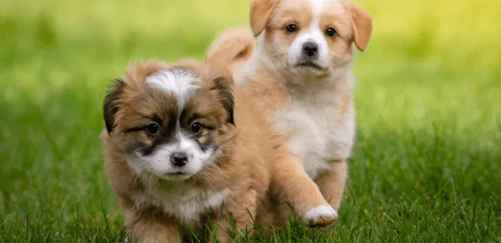 7 vinkkiä koiranpennun sosiaalisuuteen